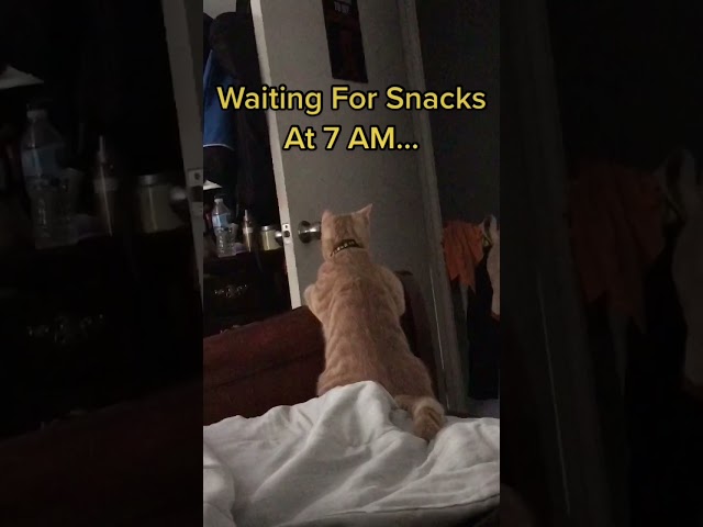 It’s Snack Time According To Keanu (Cat videos)