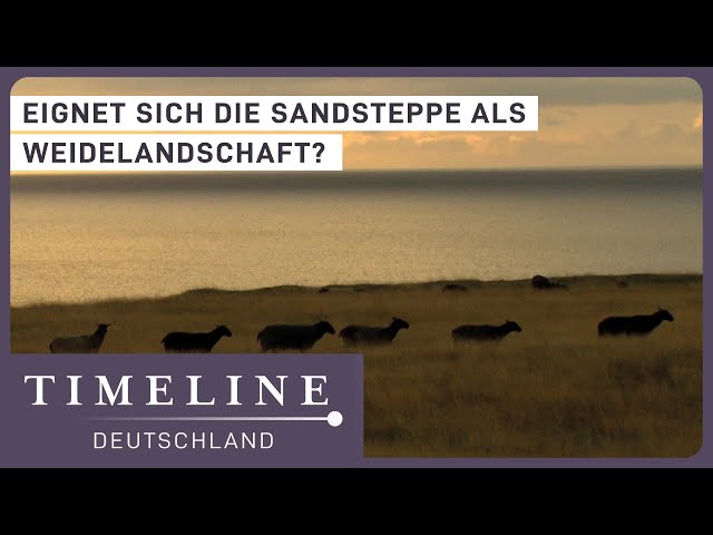 Viehzucht in der Sandsteppe? | Schweden Doku | Timeline Deutschland