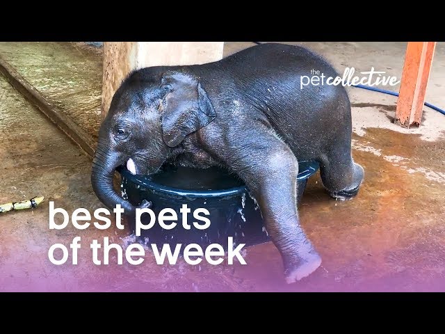 Best Pets of the Week - BABY ELEPHANT BATH | The Pet Collective