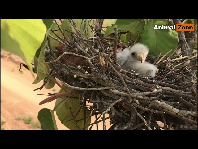 Review the behavior of the baby shikra before it died.#ep_5 #beautifulbirds #lovelybride
