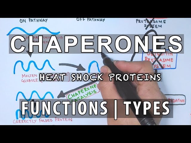 Chaperones | Functions & Types