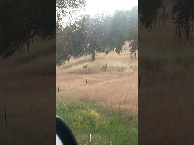 4 Deers