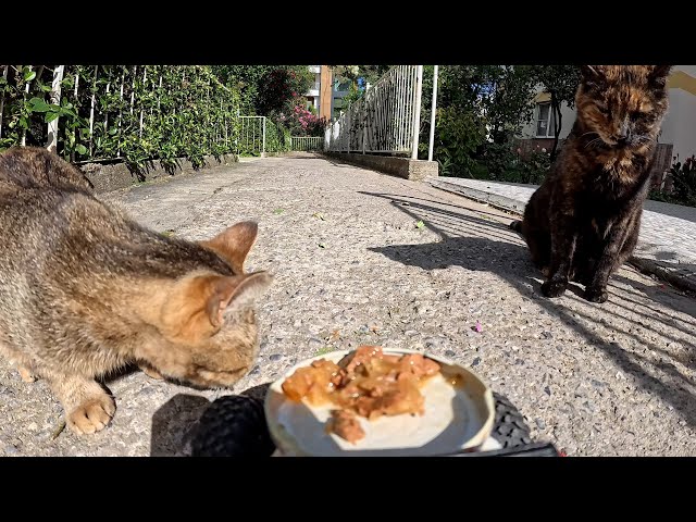 I FEED TWO CATS I FOUND ON THE STREET
