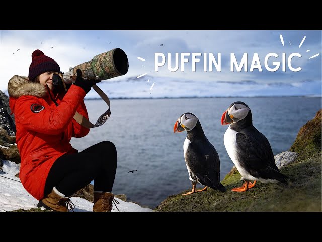 EPIC Wildlife Photography Conditions in Arctic Norway