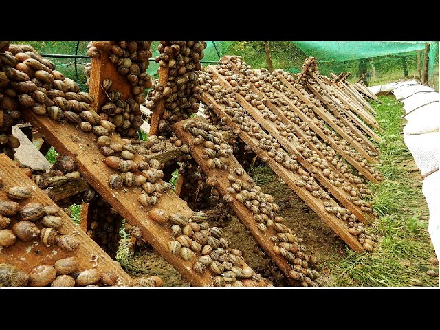 Amazing Snail Farm Technology 🐌 - Snail Harvest and Processing - Products of Snail : Snail caviar