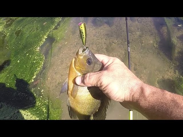 Creek Panfish Love Topwaters! Bluegill Blowups on a Popper Fishing Lure!
