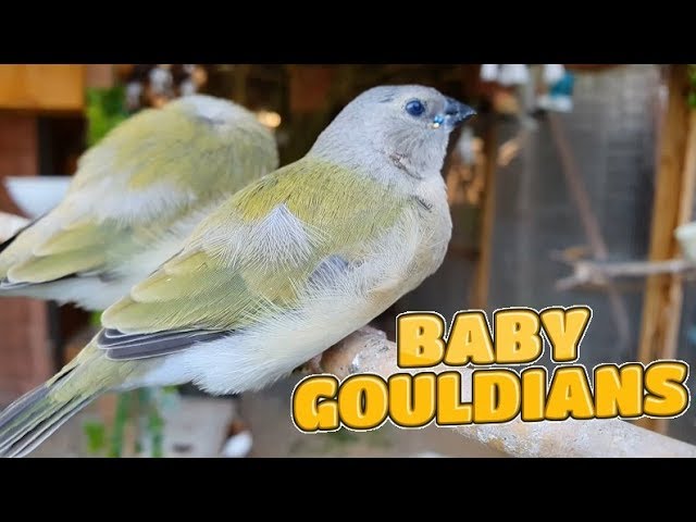 My Aviaries Today 28th July 2019 - Baby Gouldians, Budgies and more