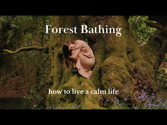Forest Bathing - How To Find Slow Moments of Calm in a Busy Life