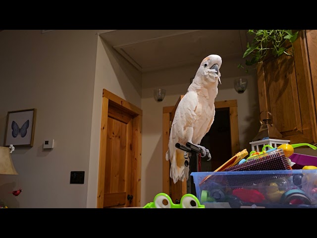 More Cockatoo Conversation About His Babysitters