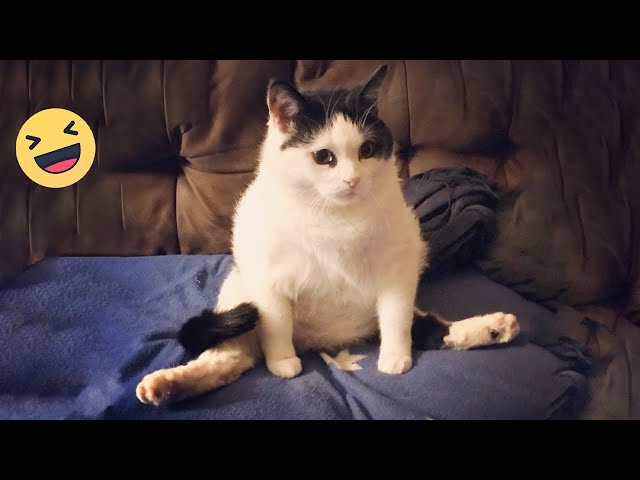 Try Not To Laugh Cats Videos 🤣 Best Funniest Cats Videos 2024 😻 V2
