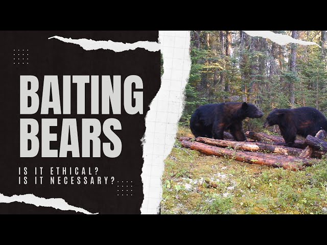 Why bait black bears? Is it necessary and Ethical?