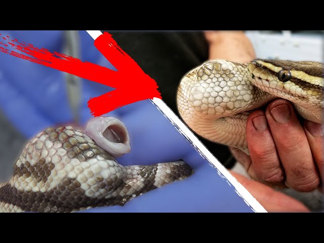 INSANE GIANT BARNACLE FOUND GROWING IN SNAKE?? Oddly Satisfying