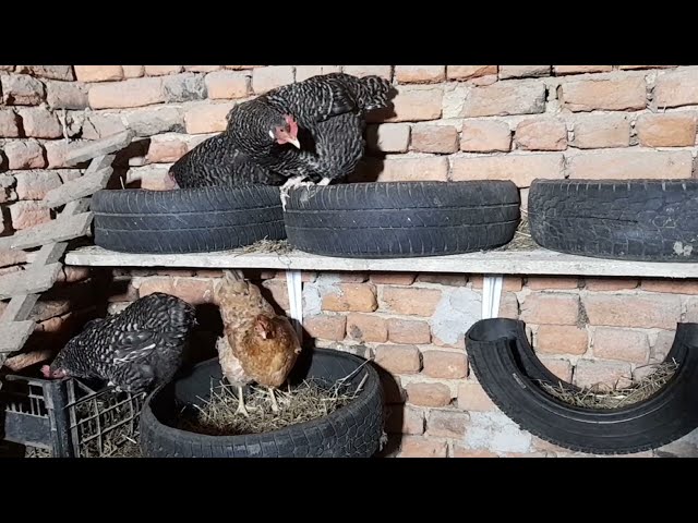 Chicken nest Make chicken nest from used tires  #chickennest #usedtires #nestbox