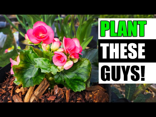 My Top 4 Summer Bulbs - Garden Quickie Episode 135