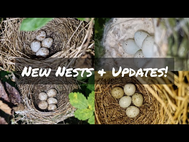 Garden Warbler | Blackcap | Goldfinch | Whitethroat & More! Bird Nest Walk - Updates & New Finds