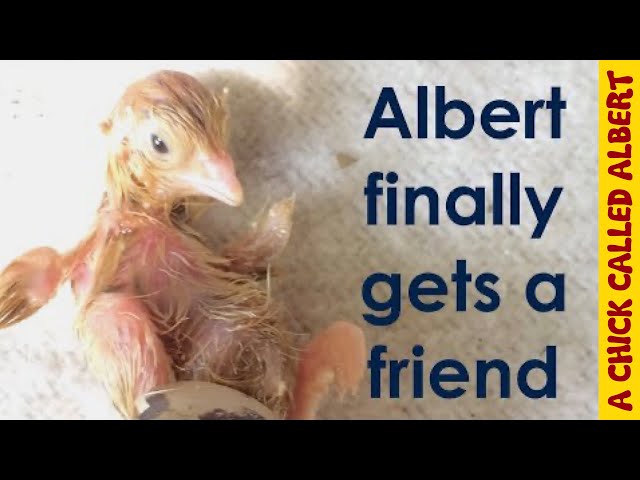 Albert gets a friend
