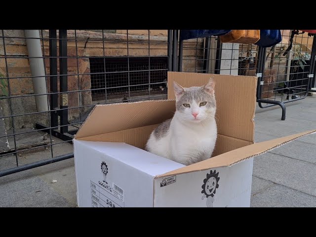 Sweet cat built himself a house out of cardboard boxes.