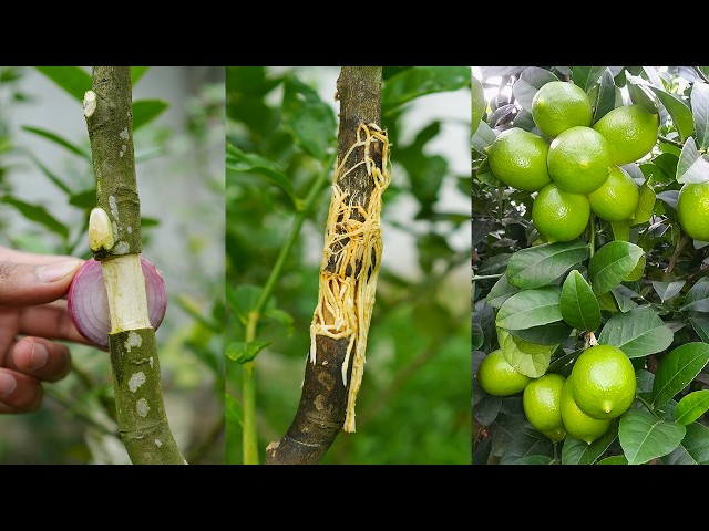 🌿A great method of propagation lemon tree by air layering without using Soil