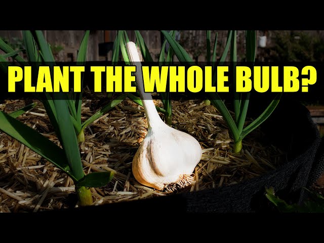 Planting A Whole Garlic Bulb - Garden Quickie Episode 49