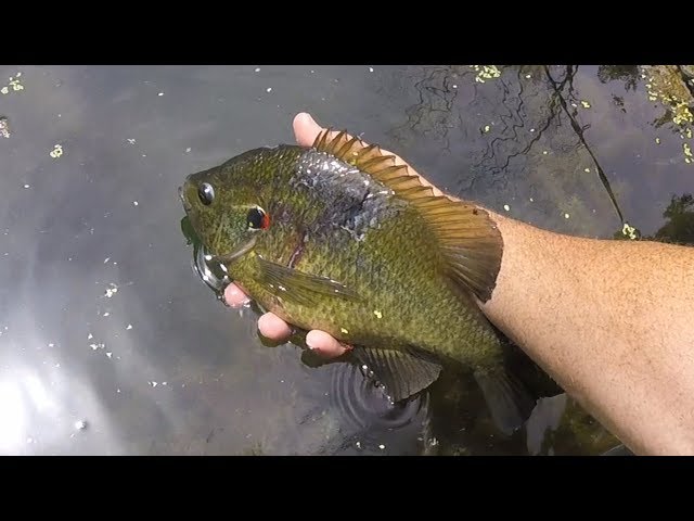 Giant Creek RedEar Fishing was EPIC!