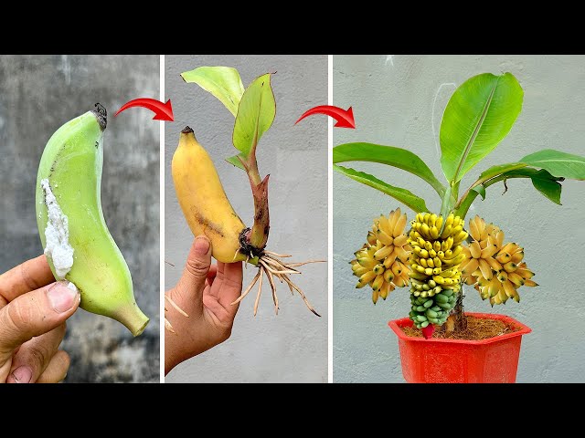 SUPER ATTRACTIVE TECHNIQUE to propagate BANANAS super fast thanks to this trick, don't miss it