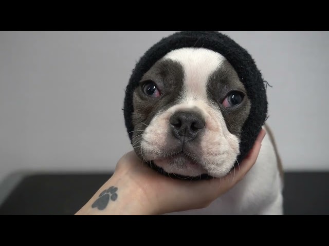 Very Cute French Bulldog Puppy