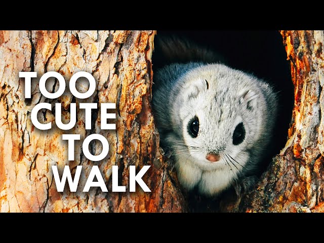 Flying Squirrels and The Animals that Fall With Style