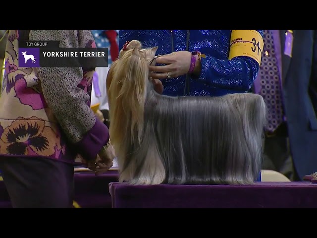 Yorkshire Terriers Part 2 | Breed Judging 2019