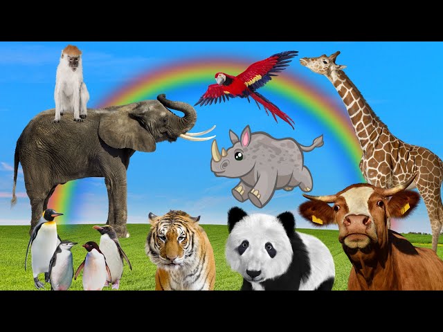 Funny animal moments: tiger, elephant, rhinoceros, cow, monkey, giraffe,...