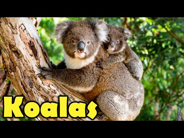 10 Koala Facts You Want to Know! (Cute & Funny Koalas video)