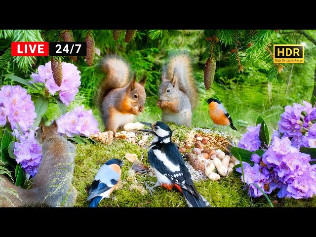 🔴24/7 Cat TV😺Cute Squirrel Kittens and little Bird Friends (4K HDR)
