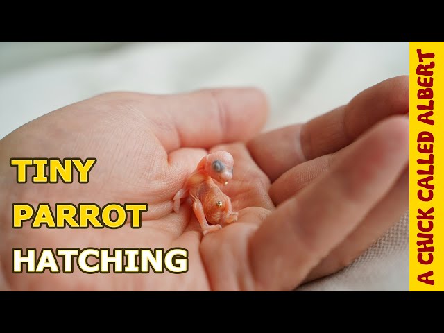 The Smallest Parrot you've ever seen - Tiny egg hatching #2
