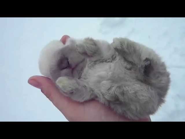 sleeping baby bunnay ♥