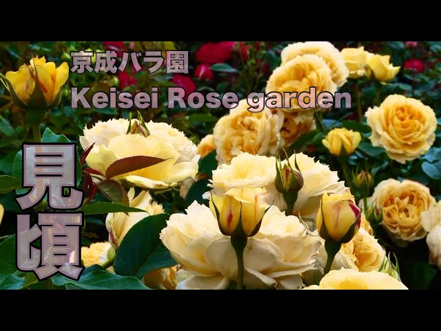 2024年5月9日現在開花状況【Rose】京成バラ園　☁️☀️見頃です。＃京成バラ園#rose #ばら