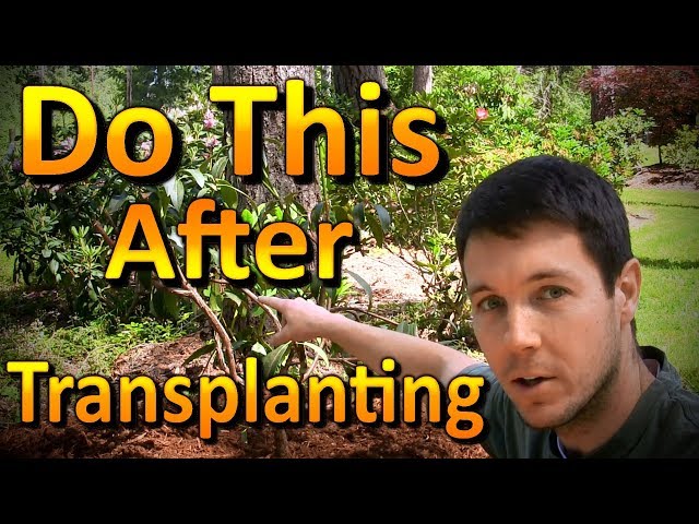 Transplanting Plants During the Growing Season (Part 1) | Pruning Off the New Growth