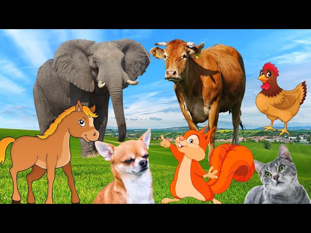 Adorable animals - Horse, elephant, cow, dog, squirrel, chicken - Animal sounds