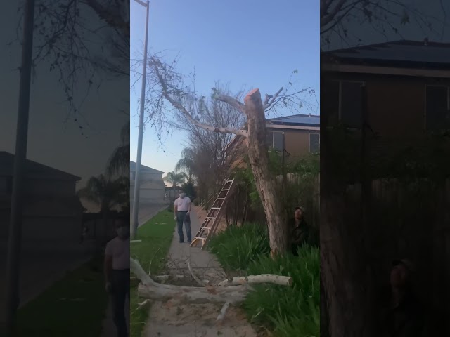 Tree Cutting And Falls Down