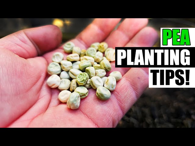 Pea Planting Tips - Garden Quickie Episode 198