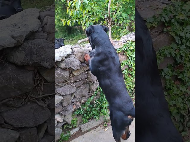 Rottweiler Max Checking Out Cattle 🥩🐂🐕