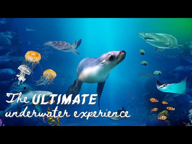 The best sea life experience ever | Sunshine Coast Aquarium & Sealife #travelvlog #sunshinecoast