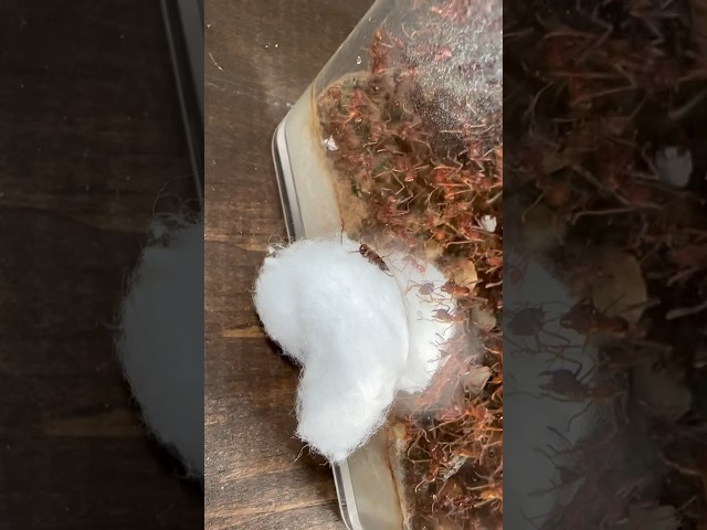 Disconnecting my ant farm