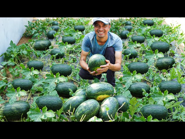 I Used to Think Watermelon Cultivation Was Tough, Until I Found the Perfect Solution!
