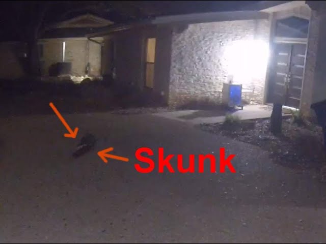 2024 Skunk Wanders Around Near Front Door