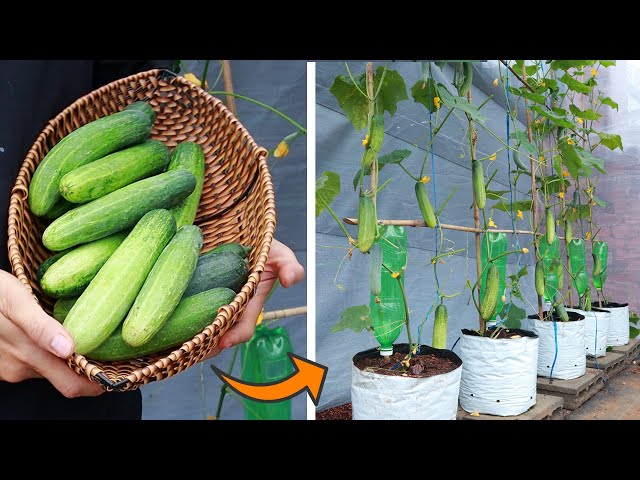 Your home cucumber will be full of fruit if grown this way