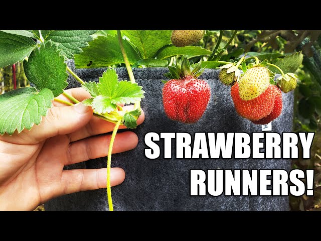 Strawberry Runners - The Definitive Guide
