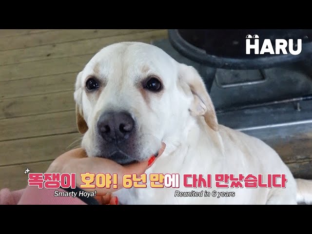 Hoya, the genius dog we met 6 years ago