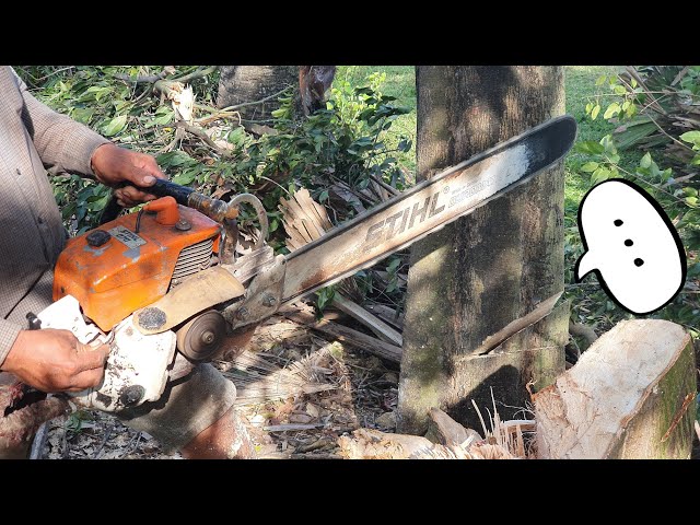 Amazing Cutting Down Gold Apple Tree With Chainsaw STIHL MS 070