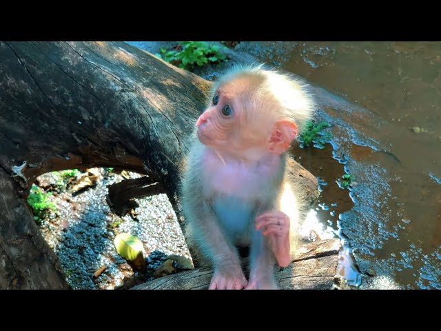 The baby monkey's mother died in the forest because of hunters. Adopt and take home to care for