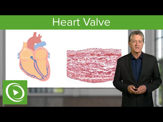 Heart Valve: Valve & Regulation  – Histology | Lecturio
