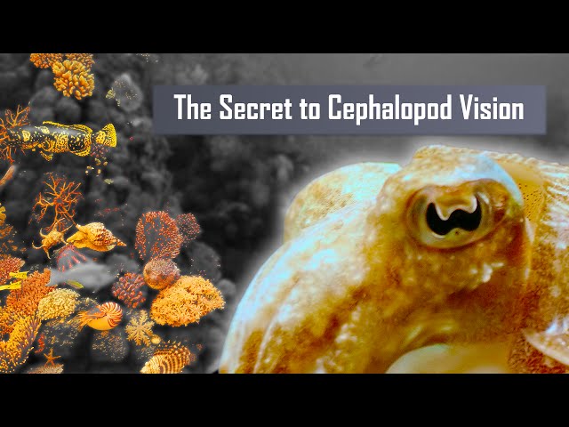 The Extraordinary Secret of Cephalopod Vision